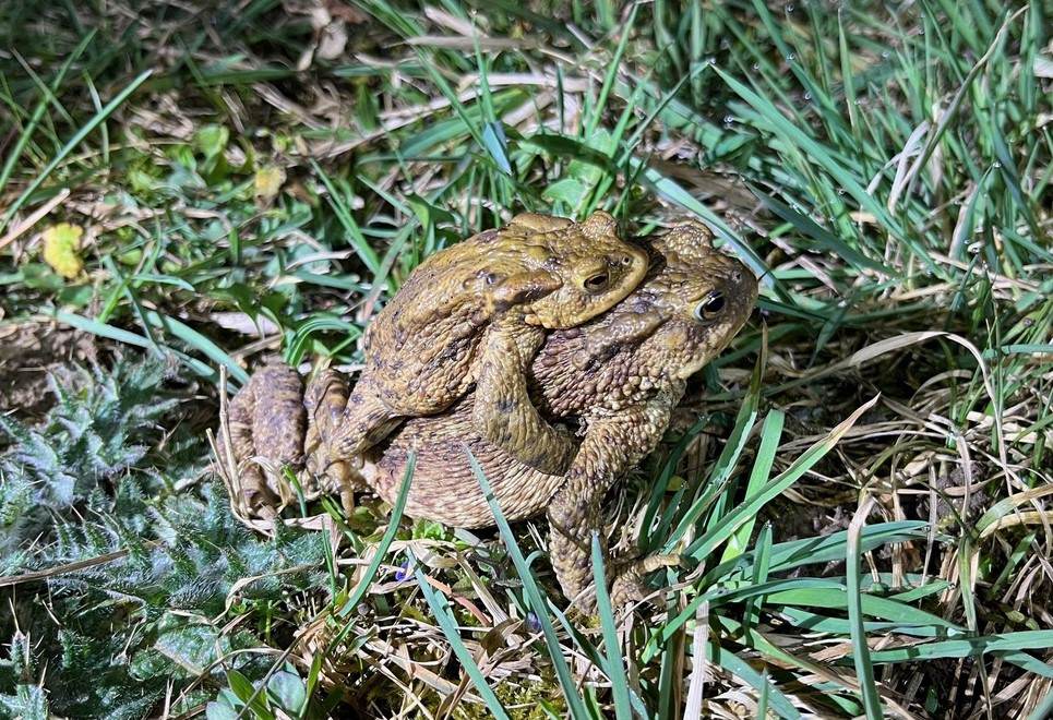 Un atlas de la biodiversité : à quoi ça sert ?