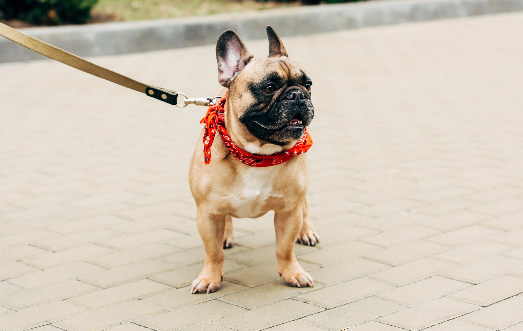 Les bons réflexes pour les animaux en ville