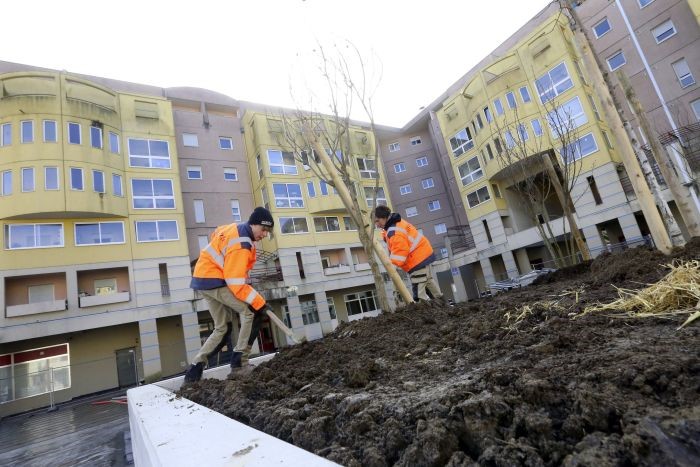 Plantation d&rsquo;arbres place de Franche-Comté à Belfort