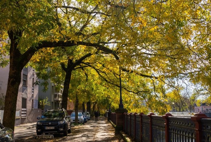 Nos arbres ont de la valeur
