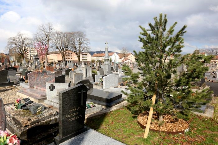 Cimetières : donner une place nouvelle à la nature