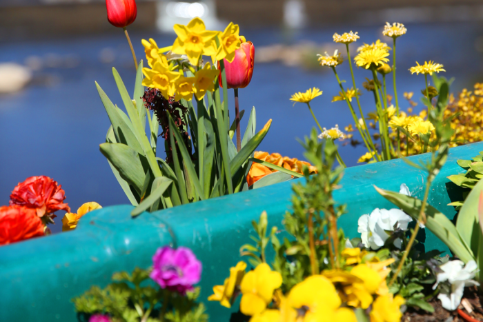 Quand fleurissement rime avec environnement