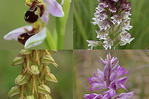 Vous aimez la nature ? Participez à l’inventaire des orchidées sauvages