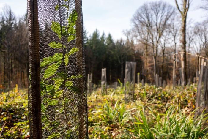 Forêts du futur : le Salbert, terrain d&rsquo;expérimentation