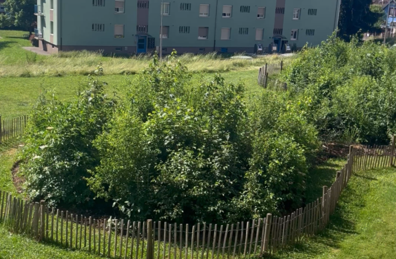 Deux ans après, la micro-forêt de la Pépinière tient ses promesses